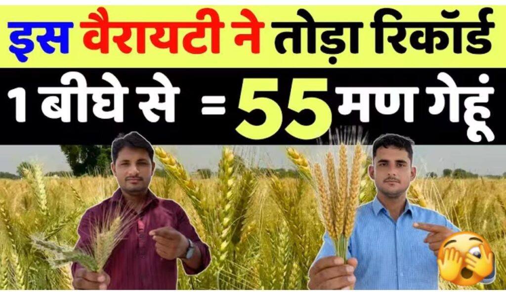 गेहूं की रिकॉर्ड तोड़ पैदावार: 1 बीघे में 55 मन तक उत्पादन देने वाली खास वैरायटी